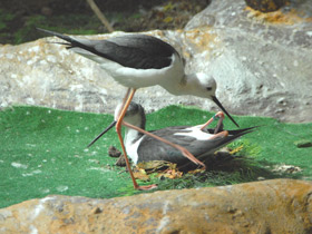 Фото Black-winged stilt