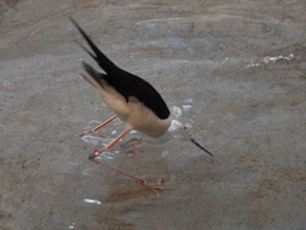 Фото Black-winged stilt