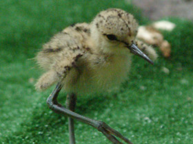 Фото Black-winged stilt