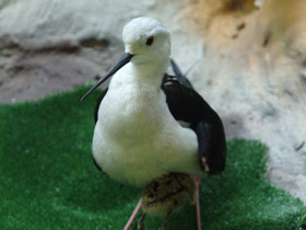 Фото Black-winged stilt