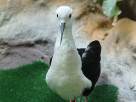 Фото Black-winged stilt