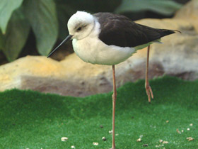 Фото Black-winged stilt