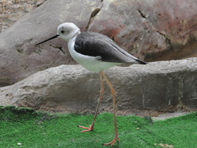 Фото Black-winged stilt