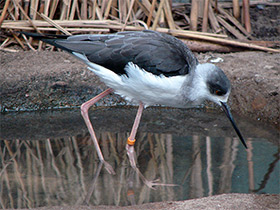 Фото Black-winged stilt