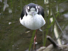 Фото Black-necked stilt