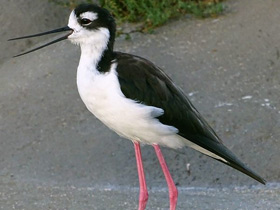 Фото Black-necked stilt