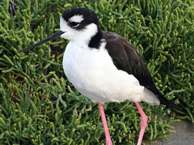 Фото Black-necked stilt