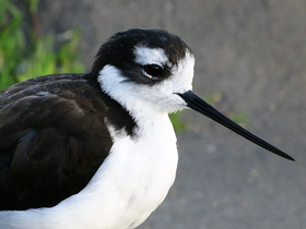 Фото Black-necked stilt