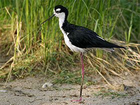 Фото Black-necked stilt