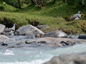 Фото Ibisbill