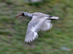 Фото Ibisbill