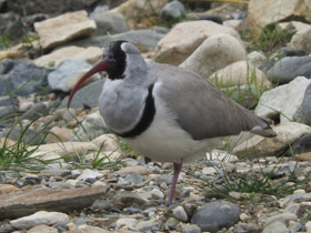 Фото Ibisbill