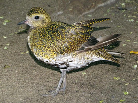 Фото European golden plover