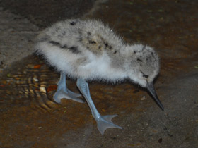 Фото Avoceta común