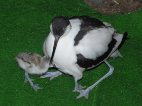 Фото Avoceta común