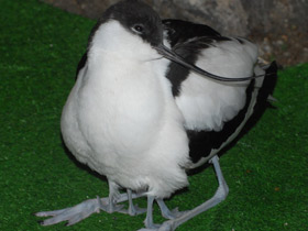 Фото Pied avocet