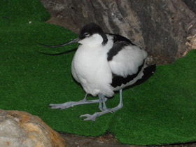 Фото Avoceta común