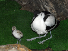 Фото Avoceta común