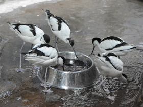 Фото Avoceta común