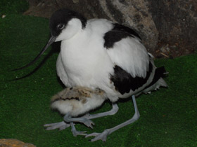 Фото Avoceta común