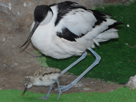 Фото Pied avocet