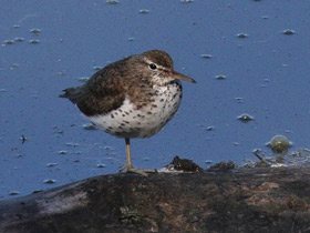 Фото Spotted sandpiper