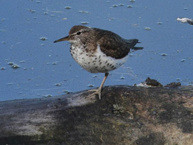 Фото Spotted sandpiper