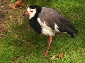 Фото Long-toed lapwing