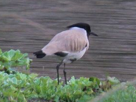 Фото River Lapwing