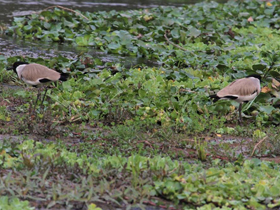 Фото River Lapwing