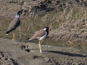 Фото Red-wattled lapwing