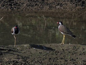 Фото Red-wattled lapwing