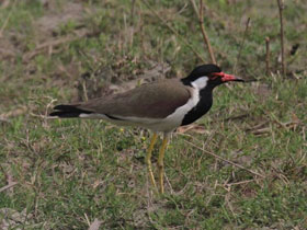 Фото Red-wattled lapwing