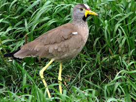 Фото Senegal wattled plover