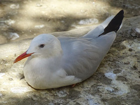 Фото Slender-billed Gull