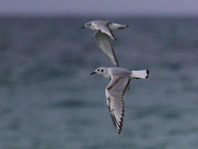 Фото Bonaparte's Gull