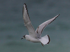 Фото Bonaparte's Gull