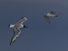 Фото Bonaparte's Gull