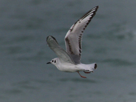 Фото Bonaparte's Gull