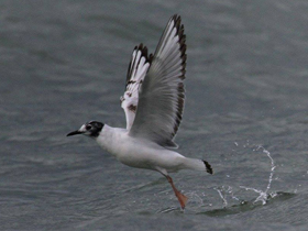 Фото Bonaparte's Gull