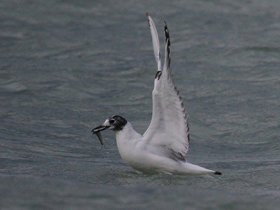 Фото Bonaparte's Gull