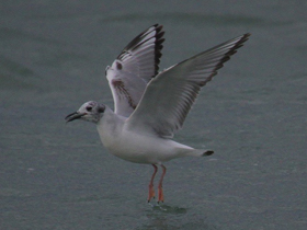 Фото Bonaparte's Gull