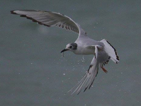 Фото Bonaparte's Gull