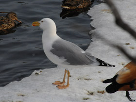 Фото European herring gull