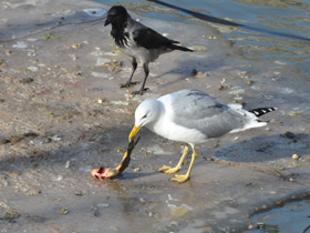 Фото European herring gull