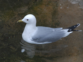 Фото Common gull