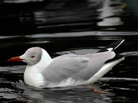 Фото Gray-hooded gull