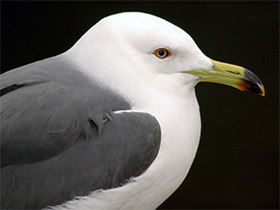 Фото Black-tailed gull