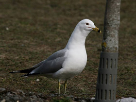 Фото Ring-Billed gull