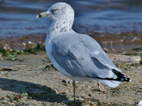 Фото Ring-Billed gull